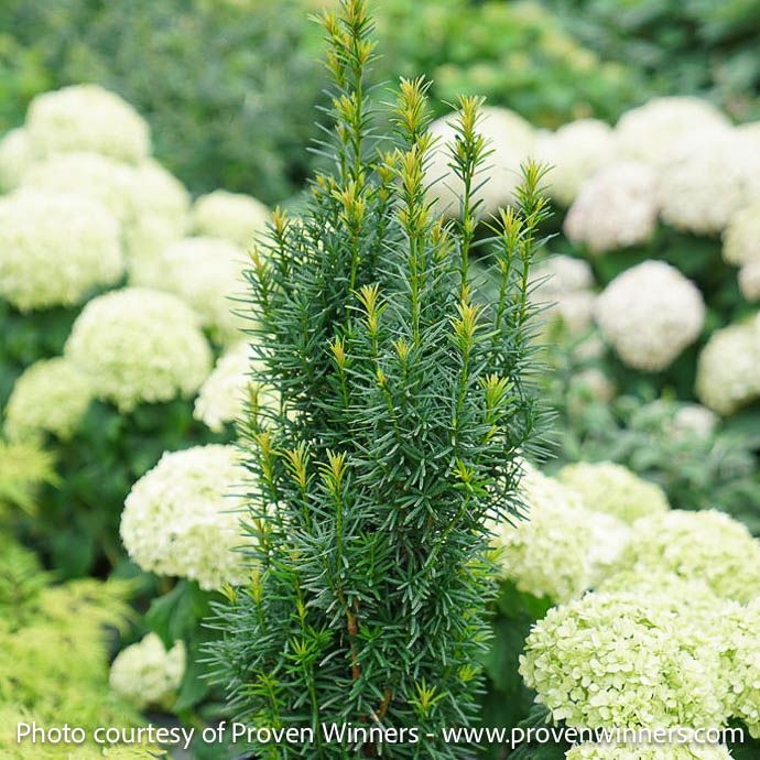 #6 Taxus x media PW Stonehenge Skinny/ Columnar Yew