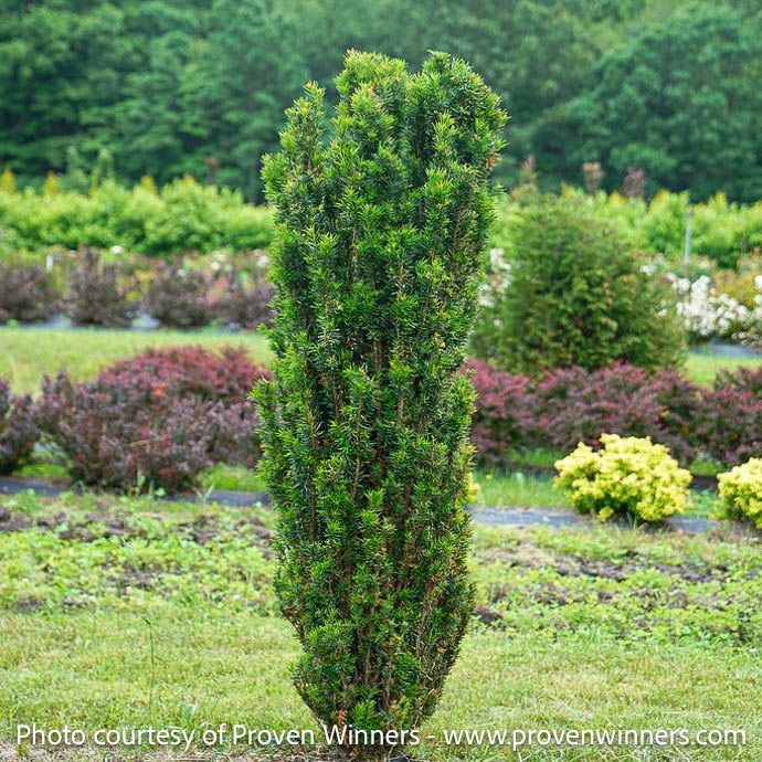 #6 Taxus x media PW Stonehenge Skinny/ Columnar Yew