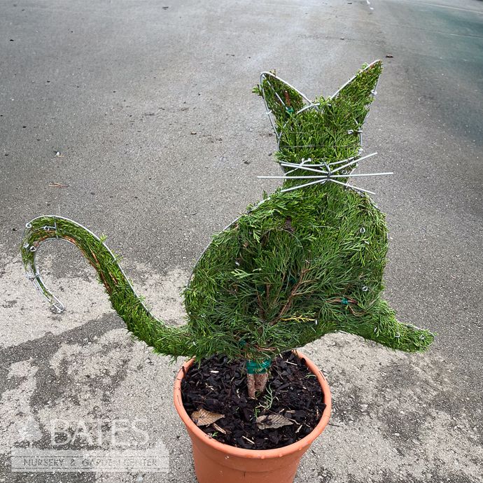Topiary Mini Cat Shape #3 Thuja occ Smaragd 'Emerald Green'/ Arborvitae - No Warranty