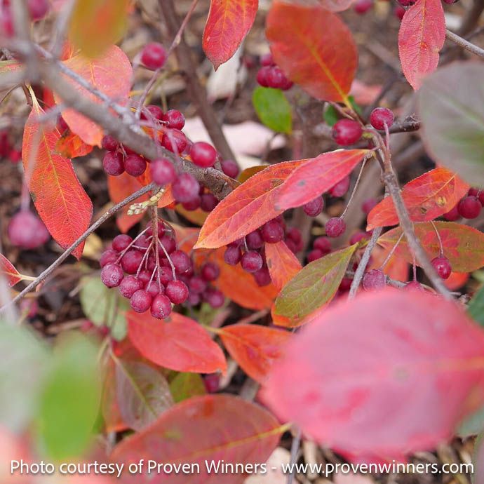 #3 Aronia arb PW Berry Scape/ Red Chokeberry Native (TN)
