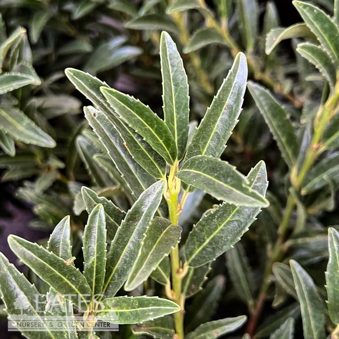 #3 Prunus laur Sofia/ Dwarf English/Cherry Laurel