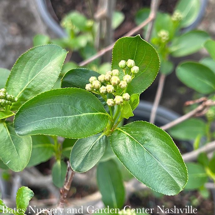#3 Aronia melano Autumn Magic/ Black Chokeberry Native (TN)