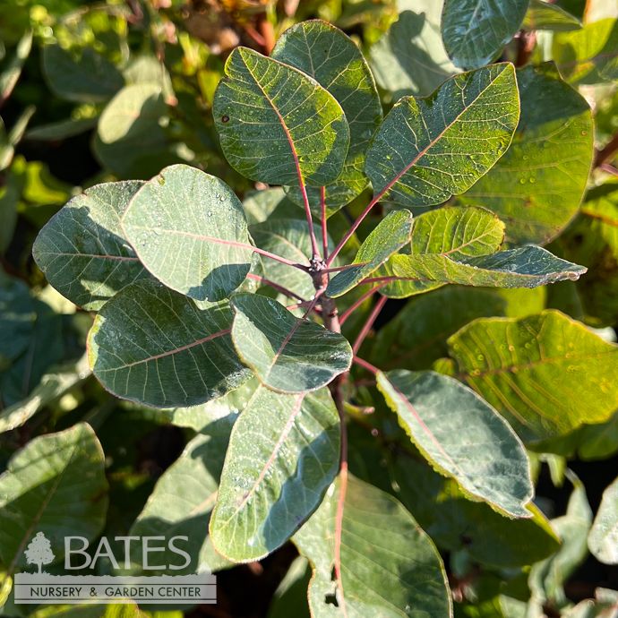 #5 Cotinus coggygria Velvet Cloak/ Smoketree