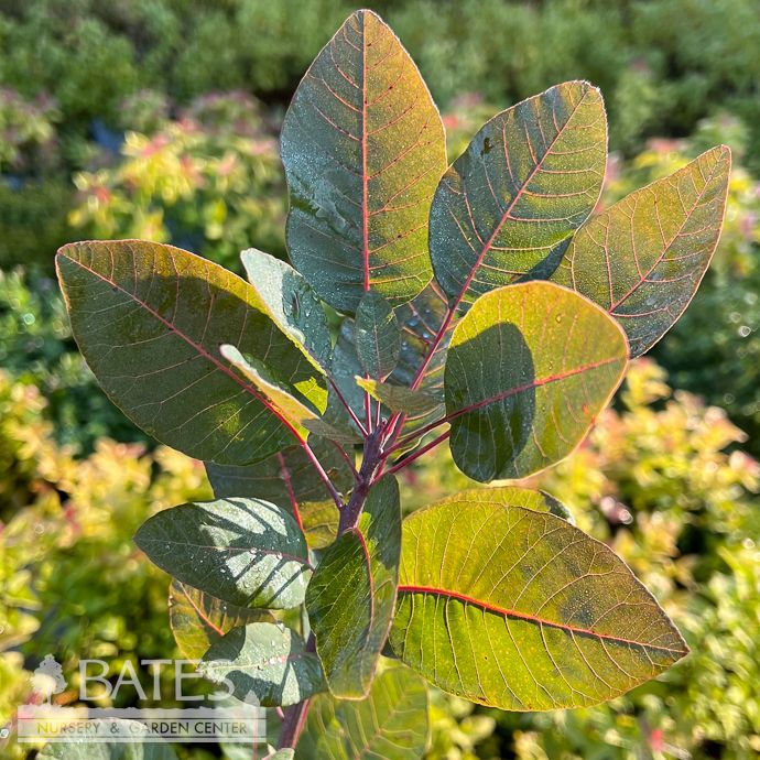 #5 Cotinus coggygria Velvet Cloak/ Smoketree