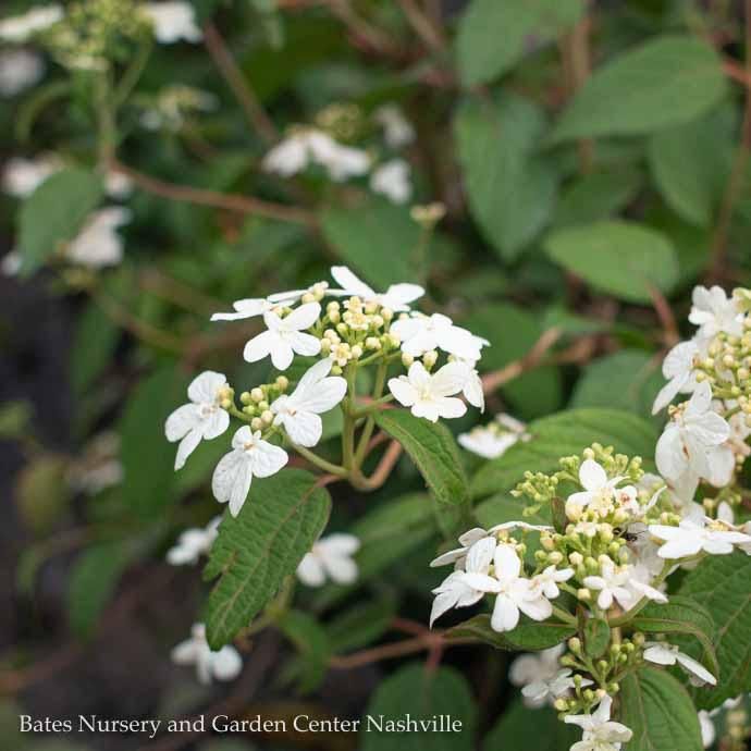 #5 Viburnum plic tom Summer Snowflake