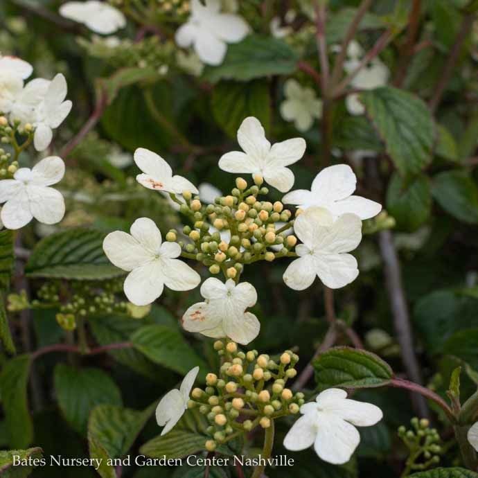 #5 Viburnum plic tom Summer Snowflake