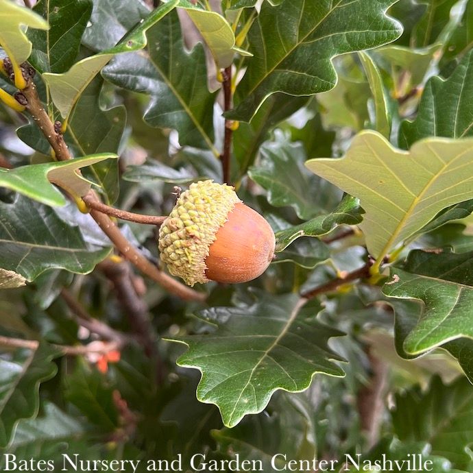 #15 Quercus x warei Regal Prince/ Columnar Oak