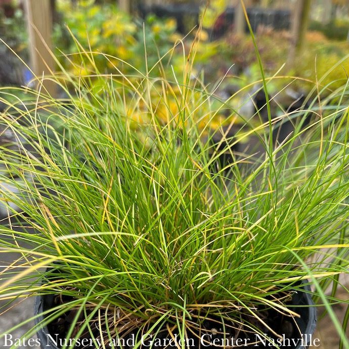 QP Grass Carex appalachica/ Appalachian Sedge  Native (TN)