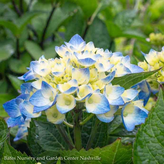 #3 Hydrangea mac PW Let's Dance 'Blue Jangles'/ Bigleaf/ Mophead Rebloom Blue to Pink