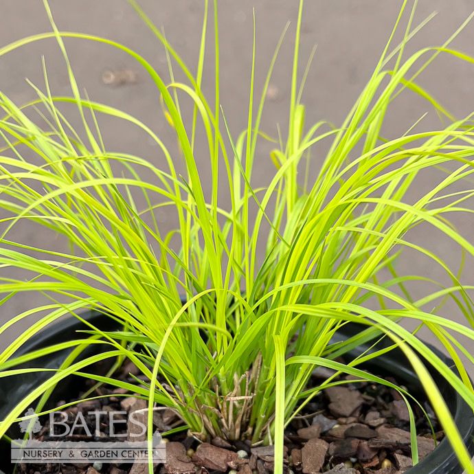 #1 Grass Sporobolus het Golden Needles/ Prairie Dropseed Native (TN)