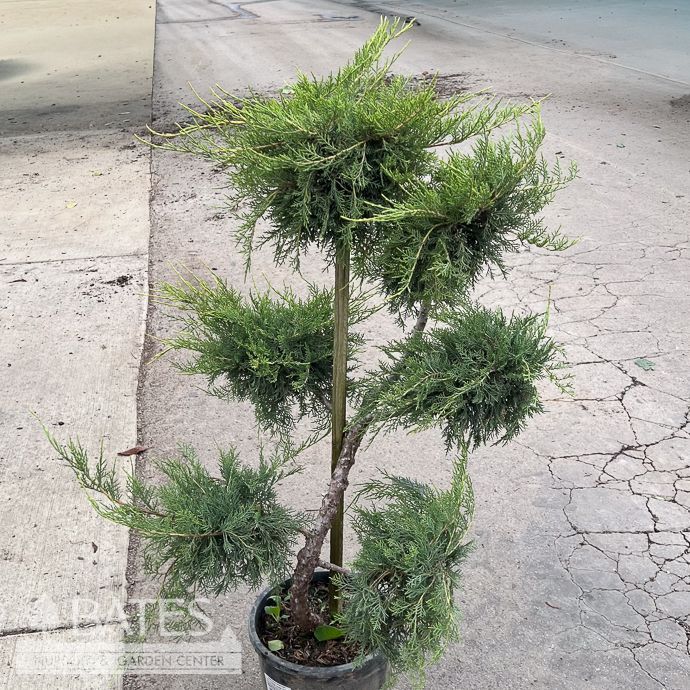 Topiary #5 Pom Pon Juniperus chin Pfitzeriana Aurea/ Gold Tip Pfitzer Juniper