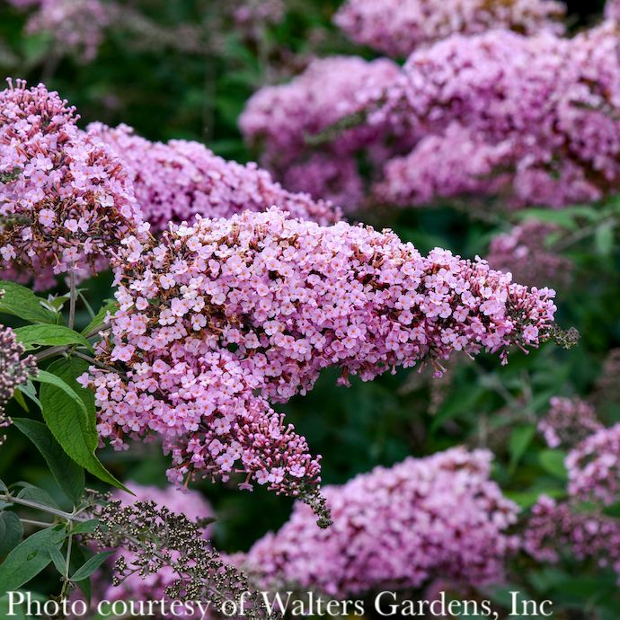 #3 Buddleia dav Pink Cascade II/ Butterfly Bush