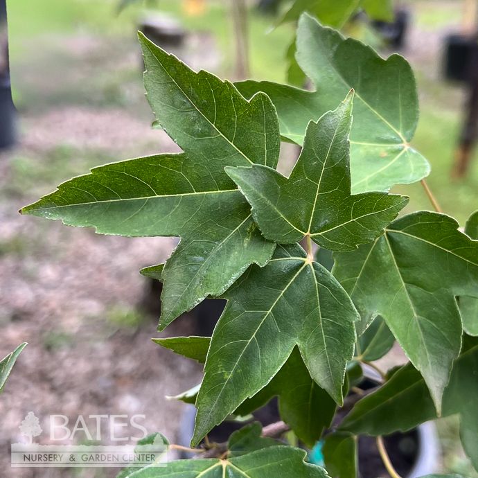 #15 Acer buer Aeryn/ Trident Maple
