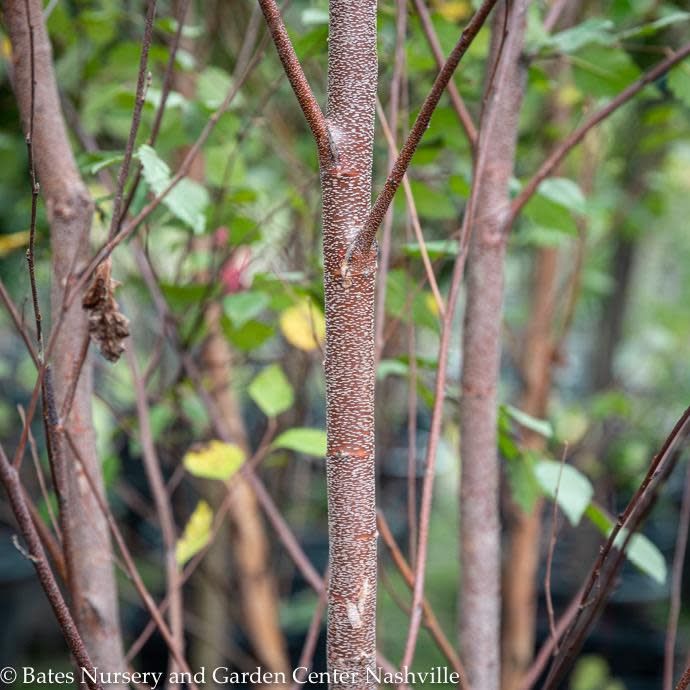 #5 CLUMP Betula nigra Heritage/ River Birch Native (TN)