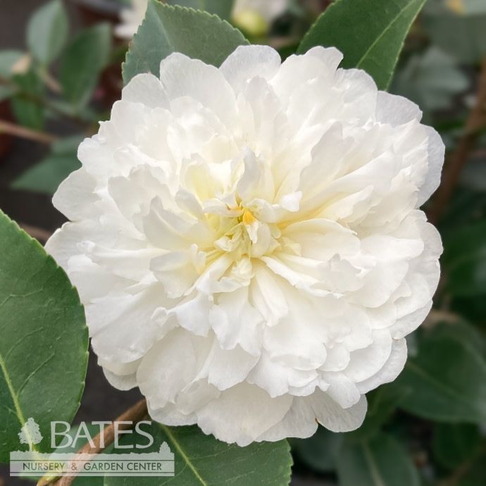 #3 Camellia sas SL October Magic 'Ivory'/ White - No Warranty