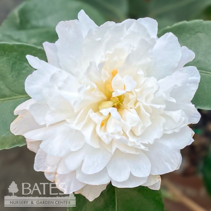 #3 Camellia sas SL October Magic 'Ivory'/ White - No Warranty