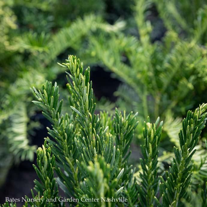 #3 Cephalotaxus harr Duke Gardens/ Japanese Plum Yew