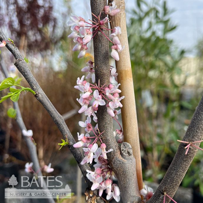 #5 Cercis can Cotton Candy/ Pink Flowering Redbud Native (TN)