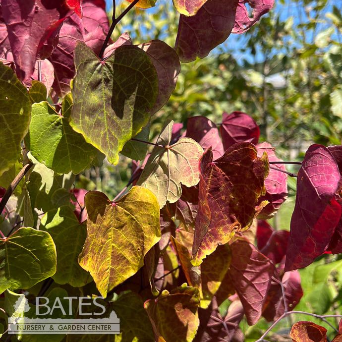 #15 Cercis can Flame Thrower/ Redbud Native (TN)