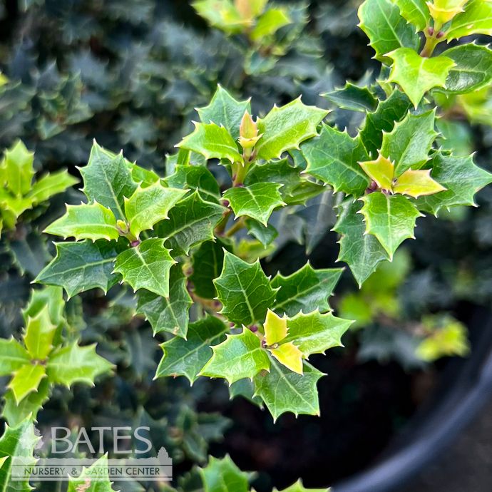 #3 Osmanthus heter Fragrant Princess/ Fragrant Tea Olive