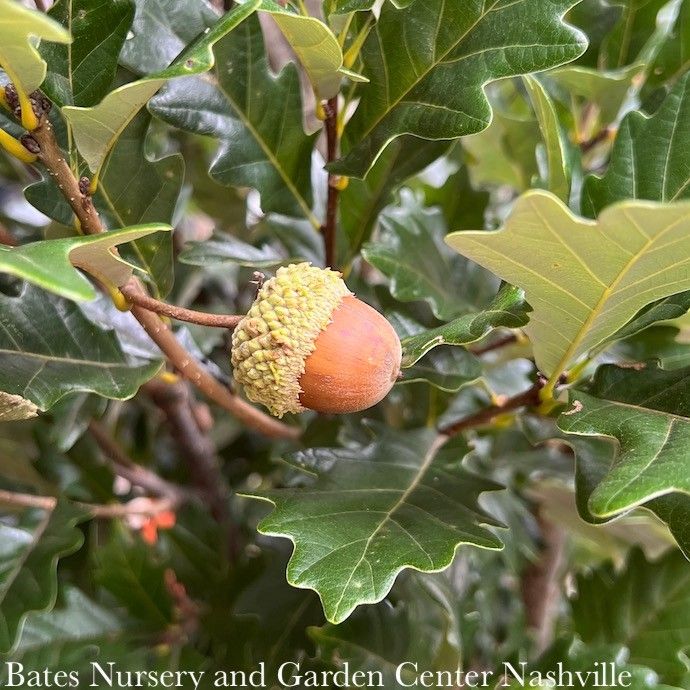 #7 Quercus x warei Regal Prince/ Columnar Oak