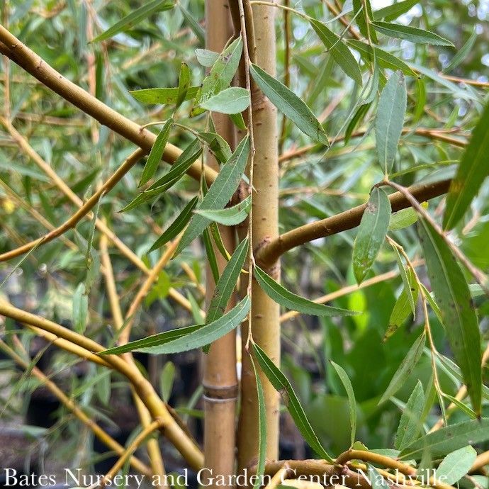#15 Salix alba Niobe/ Golden Weeping Willow