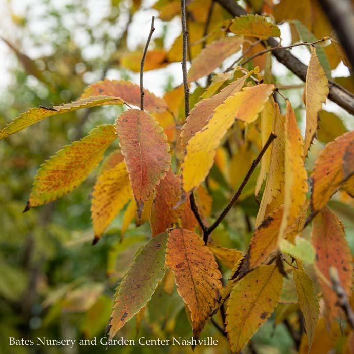 #15 Zelkova serrata Musashino/ Columnar