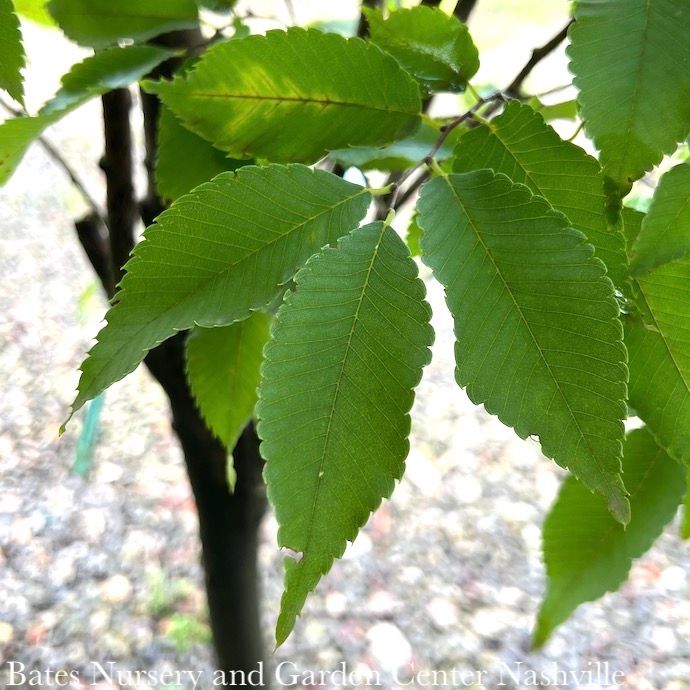 #15 Zelkova serrata Musashino/ Columnar