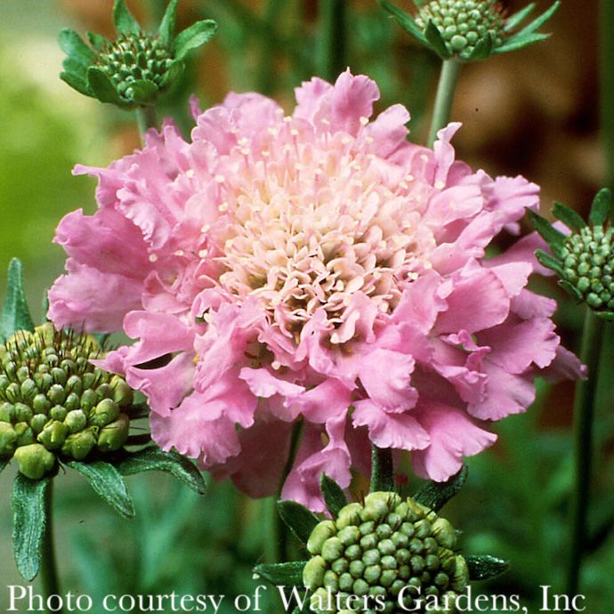 #1 Scabiosa col Pink Mist/ Pincushion Flower
