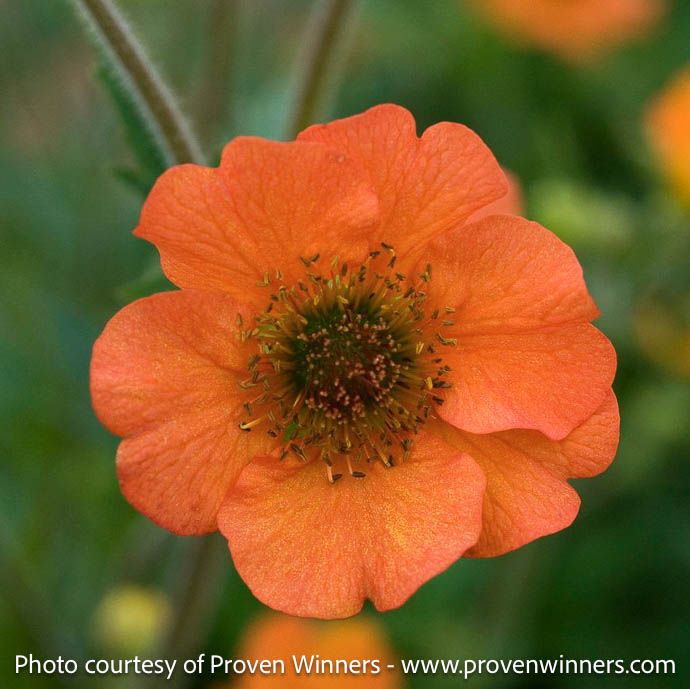#1 Geum x Totally Tangerine/ Orange Avens