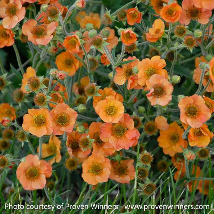 #1 Geum x Totally Tangerine/ Orange Avens