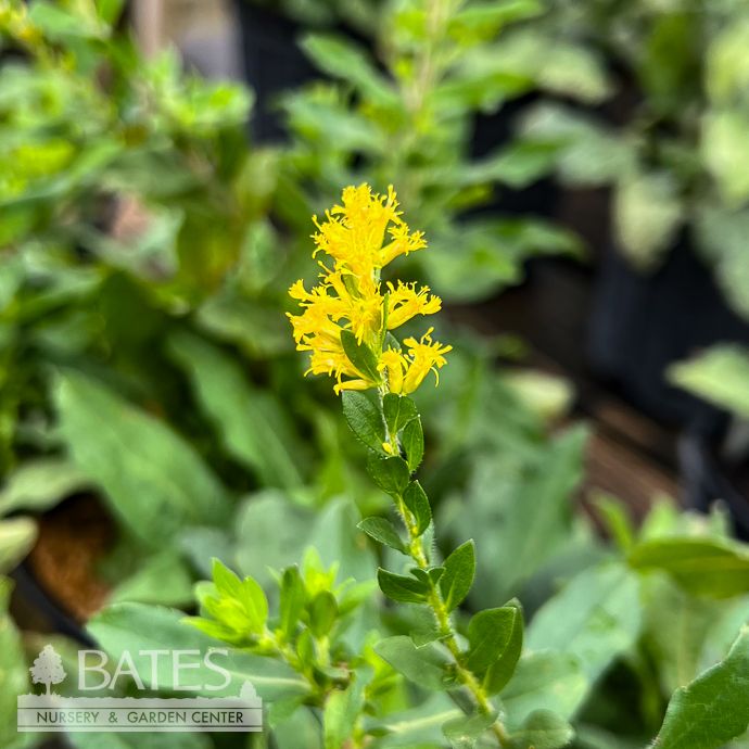 #1 Solidago fistulosa/ Pinebarren Goldenrod Native (R)