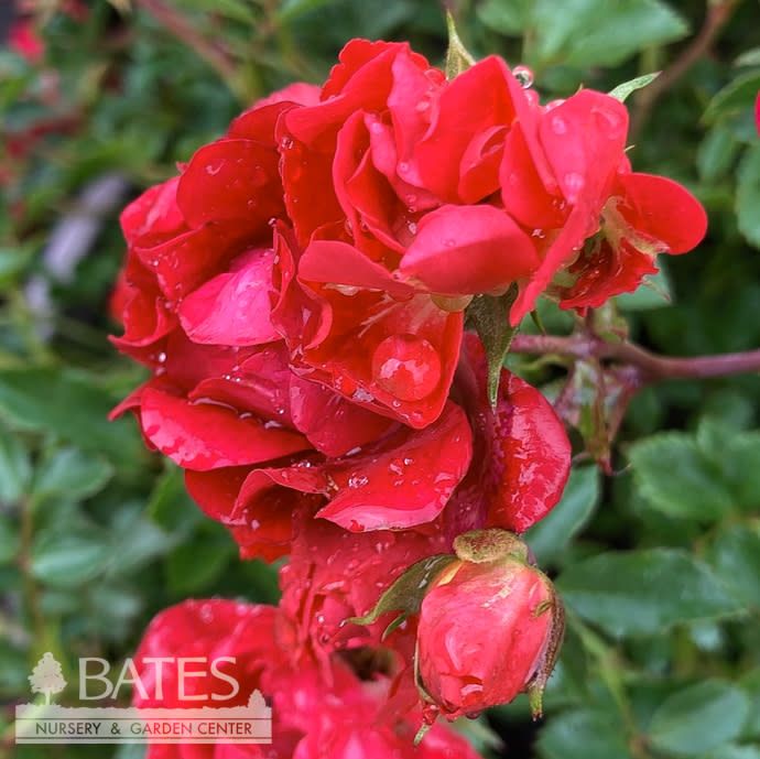#3 Rosa Red Drift/ Groundcover Rose - No Warranty