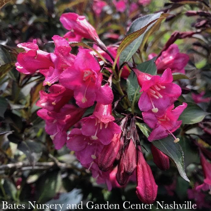 #3 Weigela flor PW Wine &amp; Roses