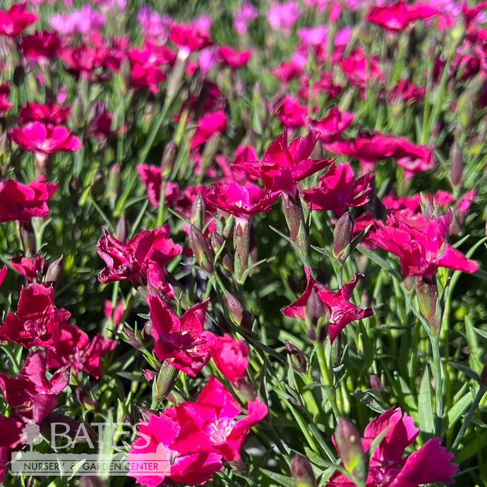 #1 Dianthus x Kahori 'Scarlet'/ Border Pinks