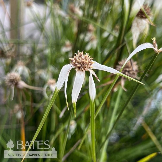#1 Rhynchospora colorata/ Starrush Whitetop Native (R)