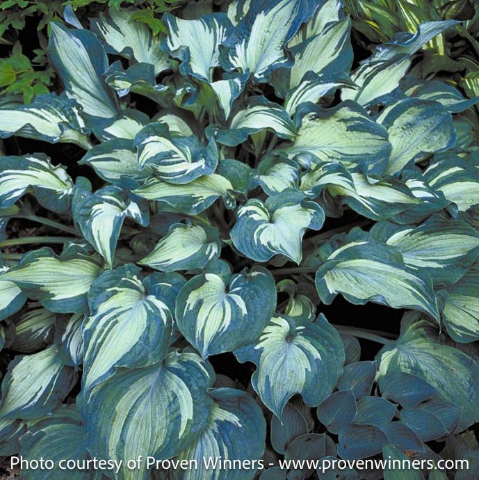 #1 Hosta Guardian Angel/ Blue with White