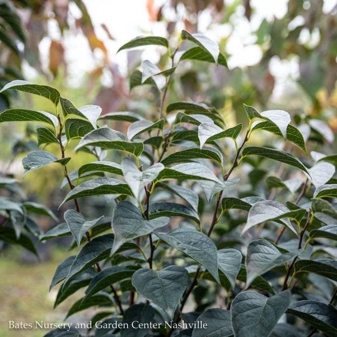 #3 Styrax japonicus Evening Light/ Japanese Snowbell