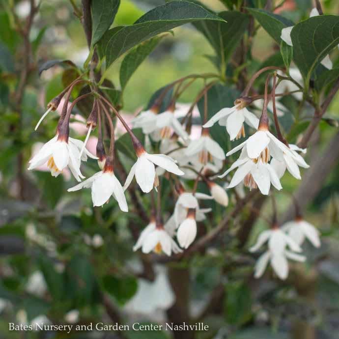 #3 Styrax japonicus Evening Light/ Japanese Snowbell