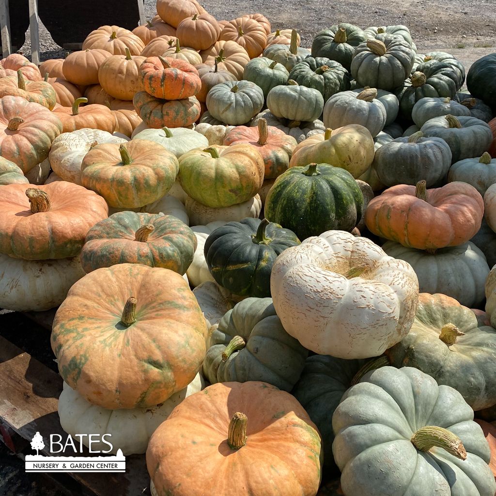 Halloween Pumpkin Fairytale/Novelty. 12.99 Medium
