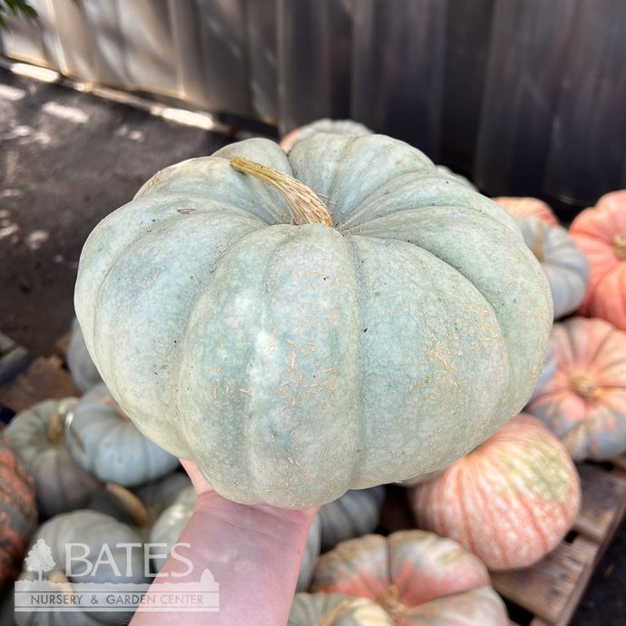 Halloween Pumpkin Fairytale/Novelty. 9.99 Small