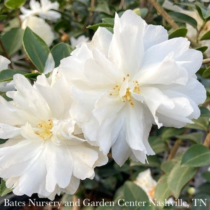 #7 Camellia x Winter's Snowman/ White - No Warranty