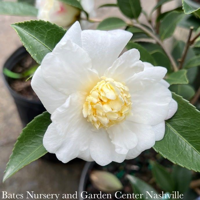 #7 Camellia x Winter's Snowman/ White - No Warranty