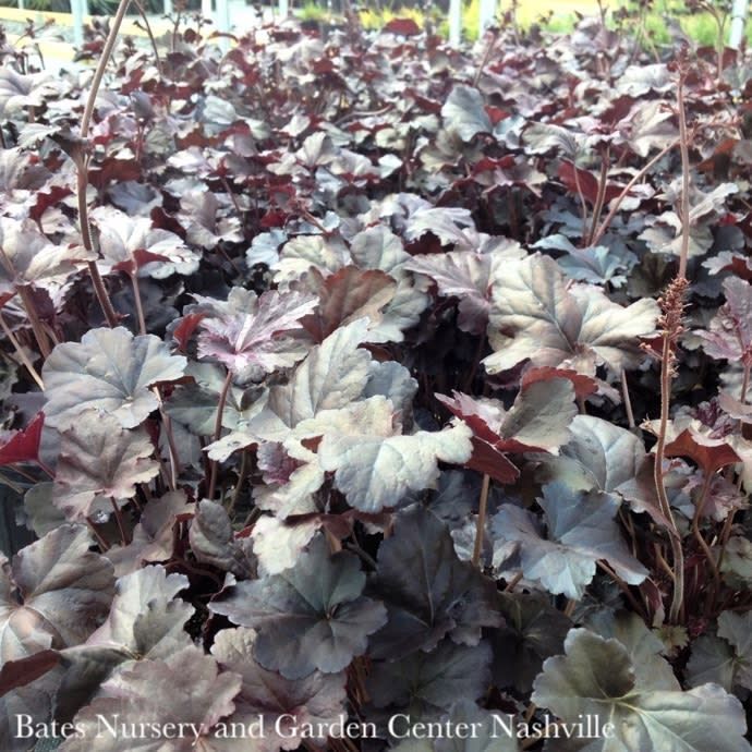 #1 Heuchera x Obsidian/ Black Coral Bells