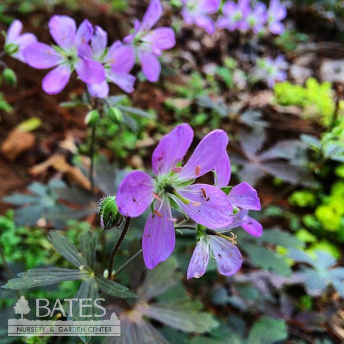 #1 Geranium macul Espresso/ Pink Cranesbill Native (TN)