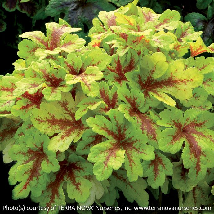 #1 Heucherella Mojito/ Foamy Bells