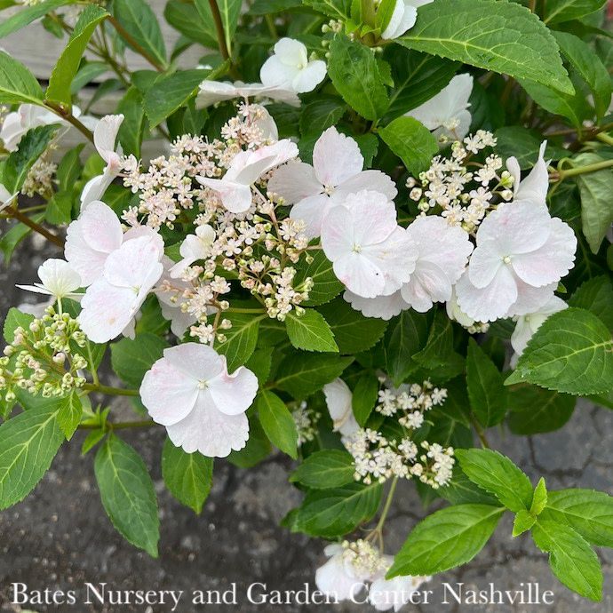 13HB Hydrangea mac PW Fairytrail Bride/ White to Pink Cascading Hanging Basket - No Warranty