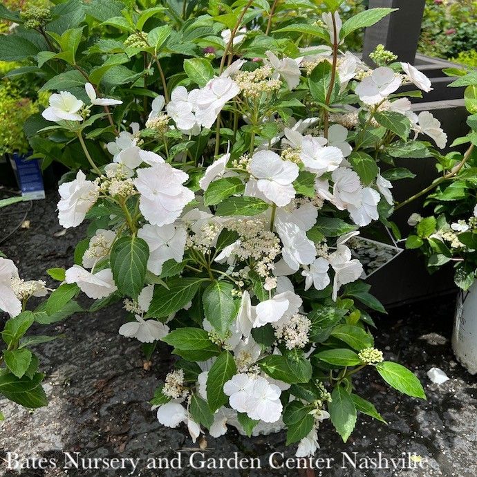 13HB Hydrangea mac PW Fairytrail Bride/ White to Pink Cascading Hanging Basket - No Warranty