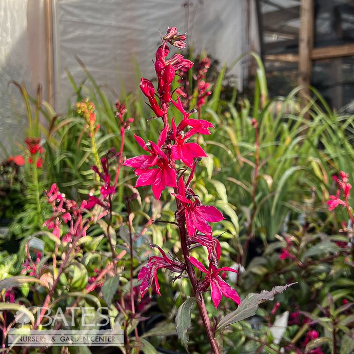#1 Lobelia x Flutterjoy 'Neon Nights'/ Pink Cardinal Flower