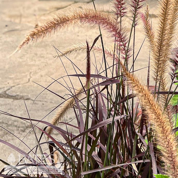 Tropical #1 Grass Pennisetum set Rubrum/ Purple Fountain - No Warranty